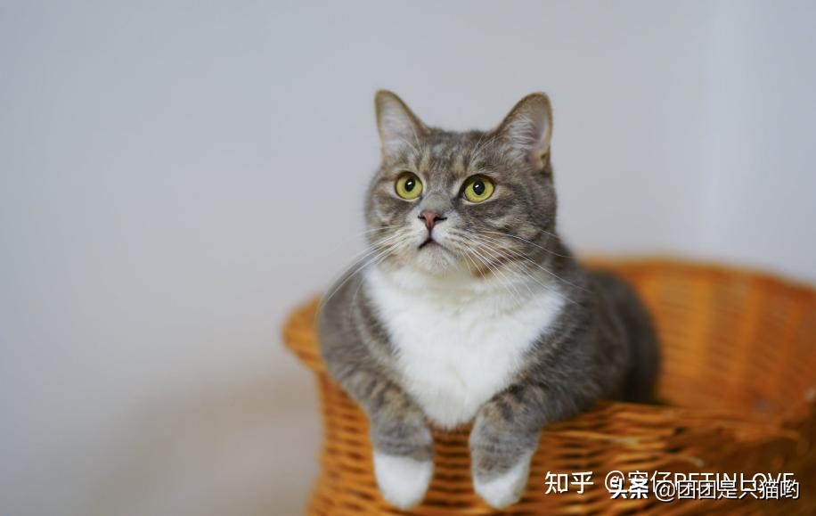 貓咪體內(nèi)外驅(qū)蟲多久一次，為什么？